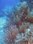 AmbergrisCaye05 - 017